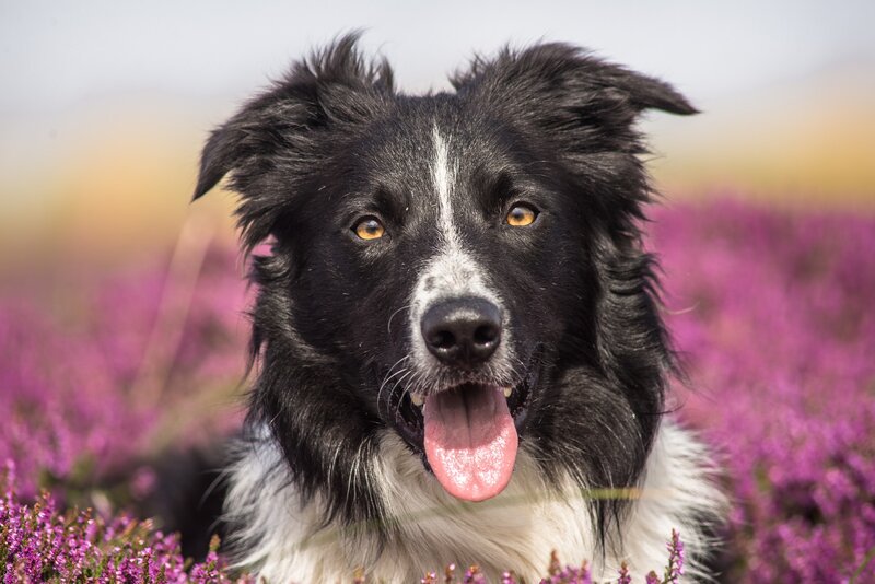 Border Collie in Flowers — Purple, Calm