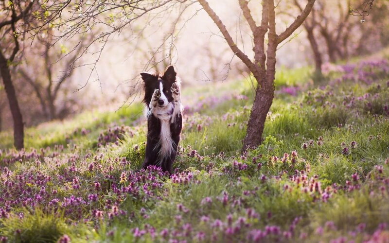 Border Collie in Flowers — Purple, Serene, Spring, Photograph