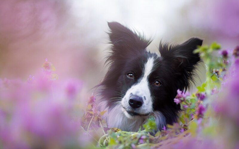 Border Collie in Flowers — Purple, Serene, Spring