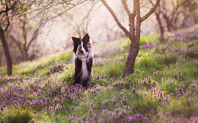 Border Collie in Flowers — Purple, Serene