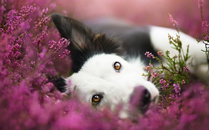 Border Collie in Flowers — Purple