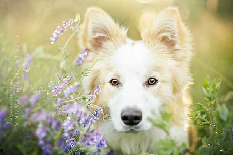 Border Collie in Flowers — White