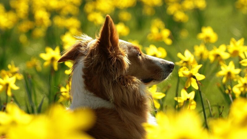 Border Collie in Flowers — Yellow