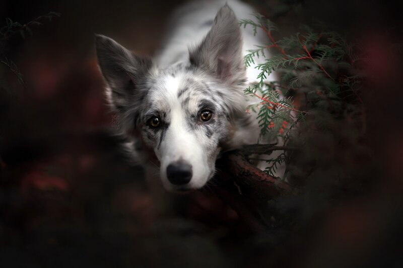 Border Collie in Foliage
