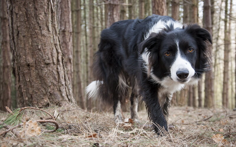 Border Collie in Forest — Black