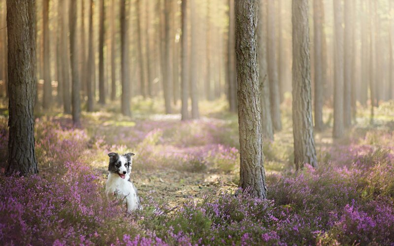 Border Collie in Forest — Purple