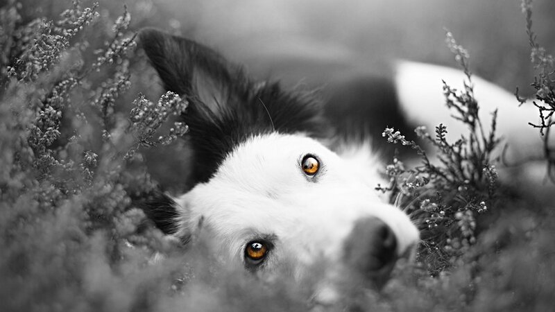 Border Collie in Grass — Black, Calm, Photograph