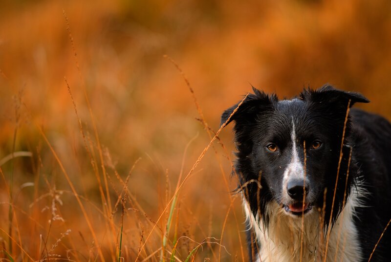 Border Collie in Grass — Black, Calm