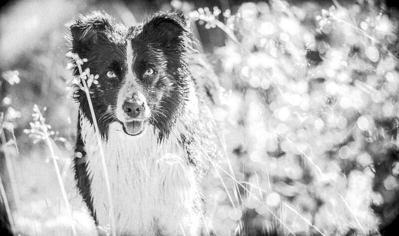 Border Collie in Grass — Black, Natural