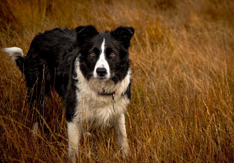 Border Collie in Grass — Black