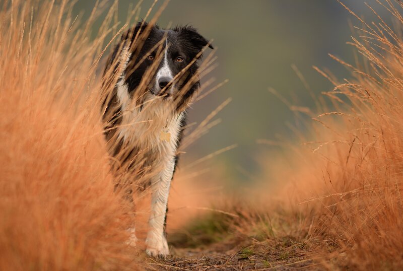 Border Collie in Grass — Brown