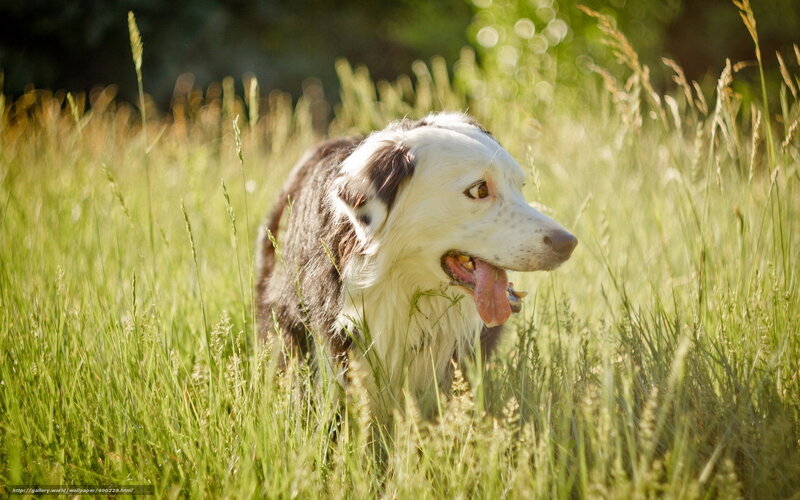 Border Collie in Grass — Green, Calm, Afternoon