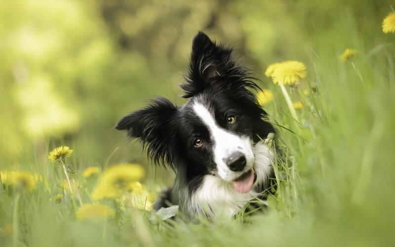 Border Collie in Grass — Green, Calm
