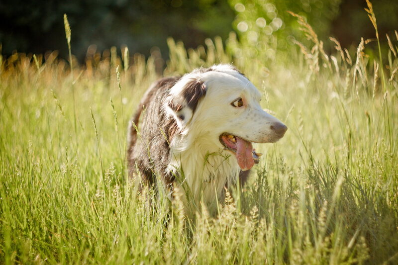 Border Collie in Grass — Green