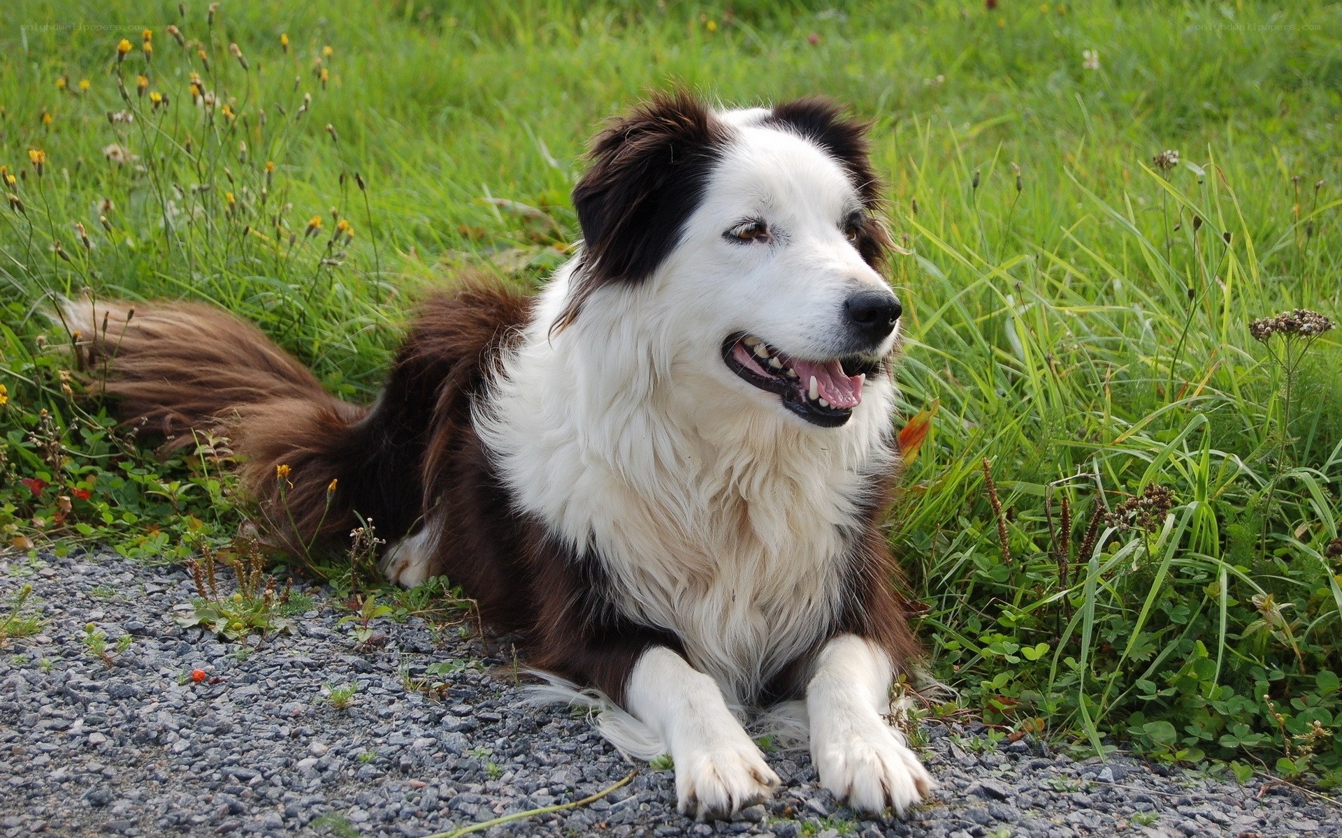 Border collie in grass