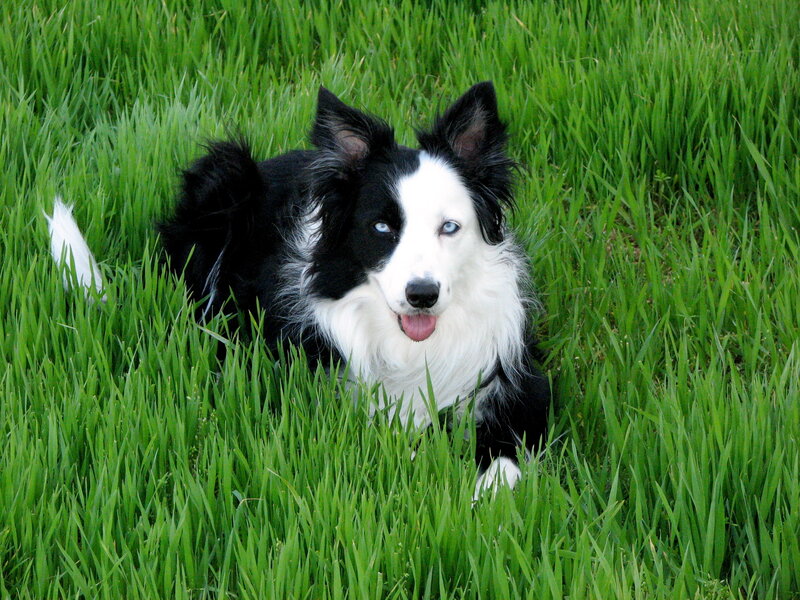Border collie in green grass