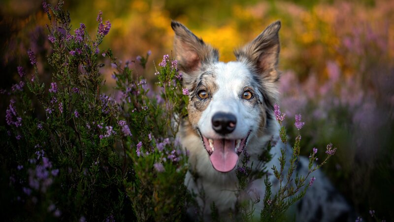 Border Collie in Heather — Purple, Calm