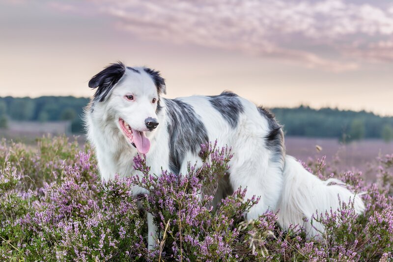 Border Collie in Heather — Purple, Serene