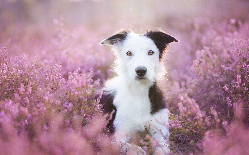 Border Collie in Heather — Purple