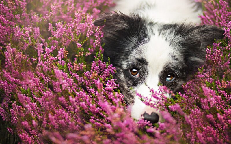 Border Collie in Heather