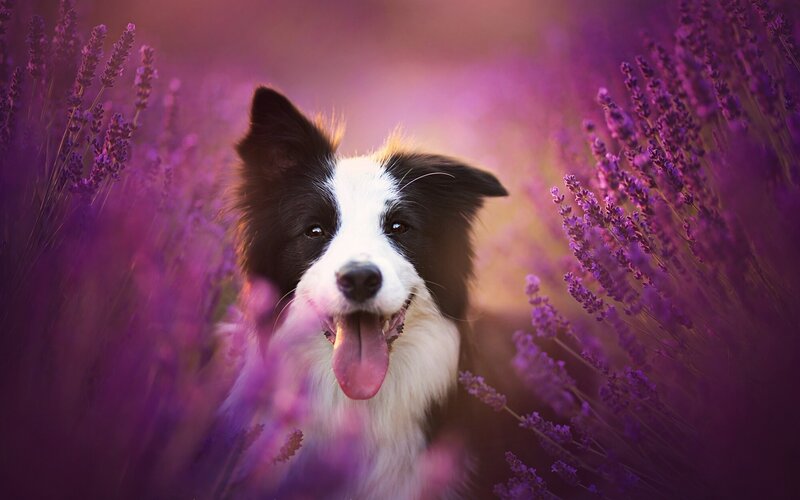 Border Collie in Lavender