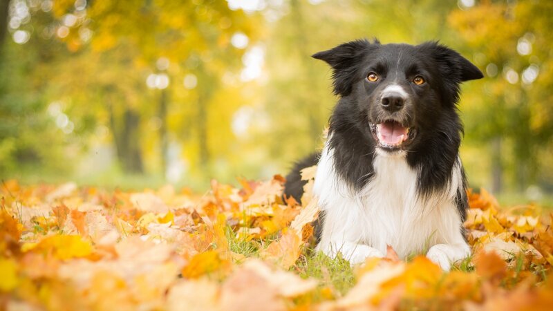 Border Collie in Leaves — Black, Calm