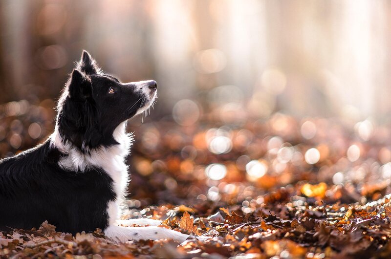 Border Collie in Leaves — Black, Serene