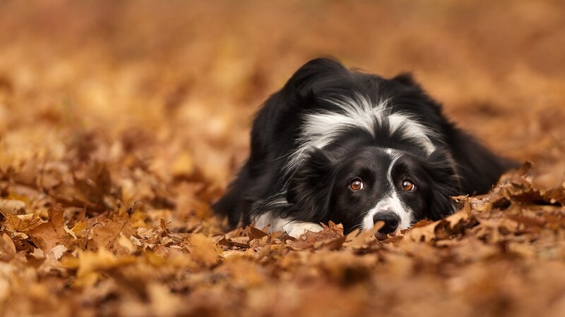Border Collie in Leaves — Brown, Calm