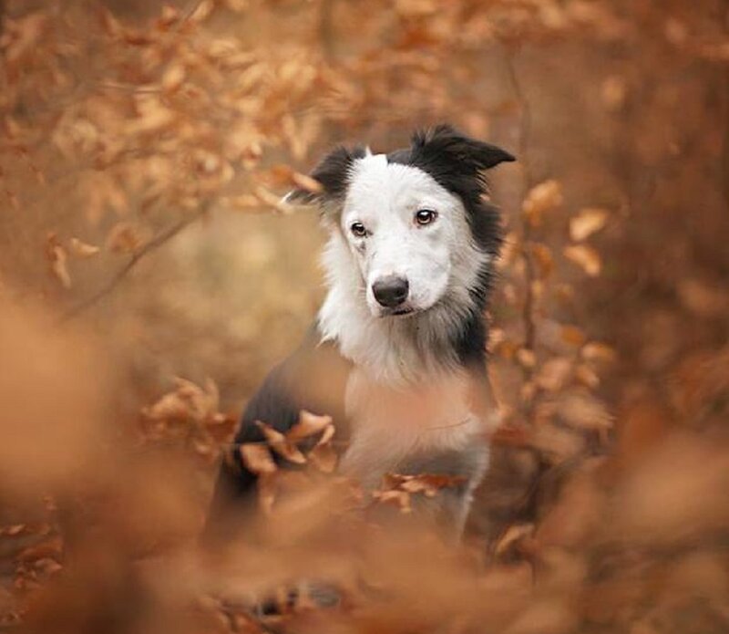Border Collie in Leaves — Brown