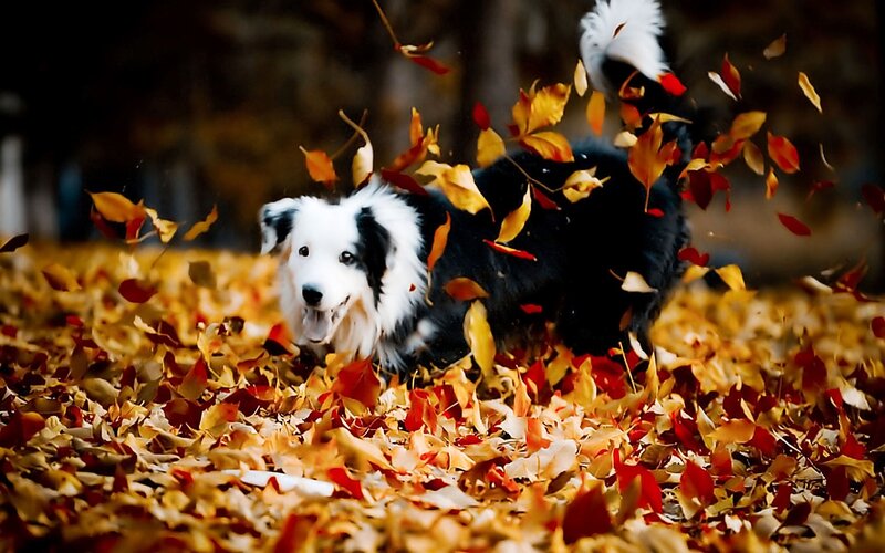 Border Collie in Leaves