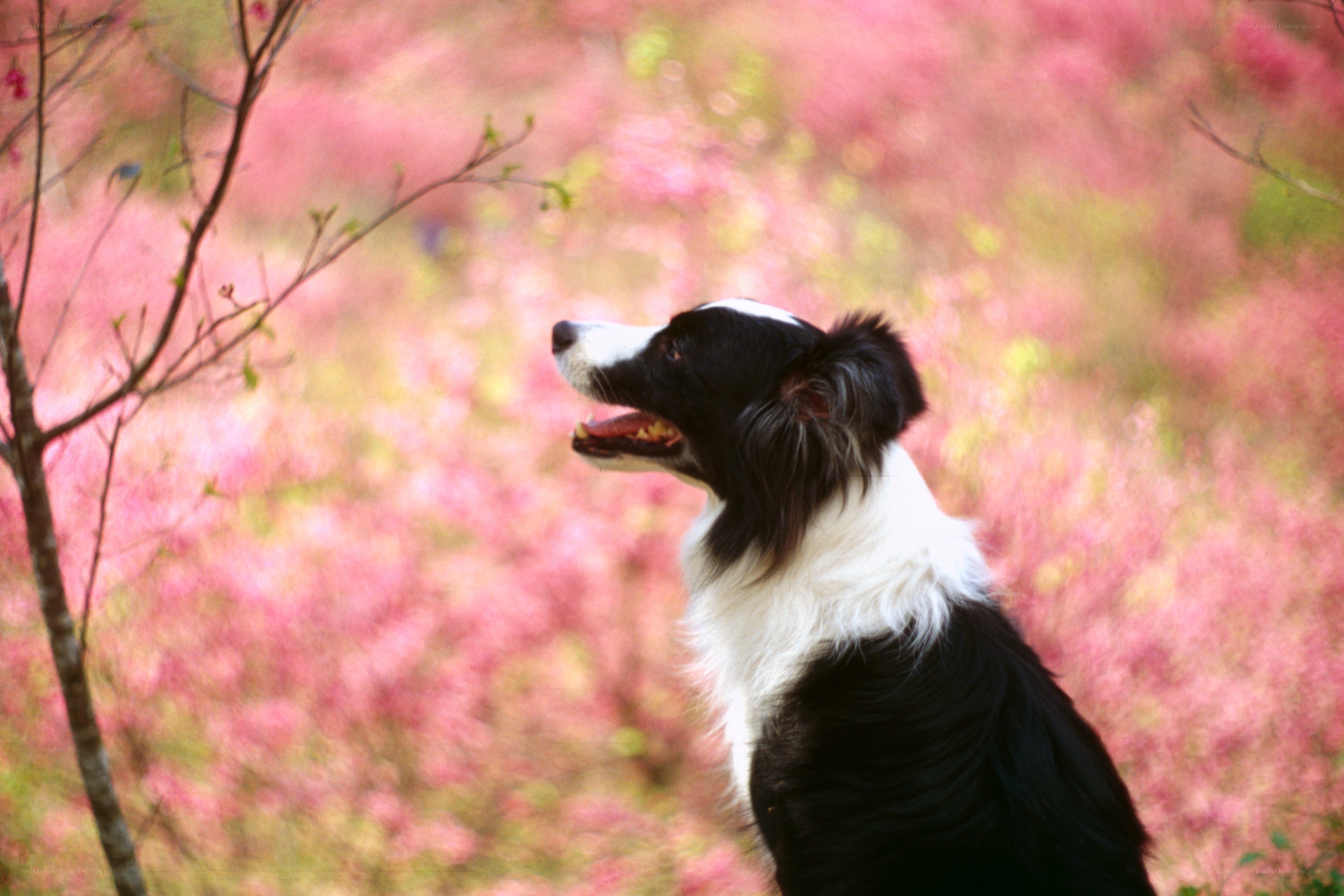 Border collie in pink blossoms