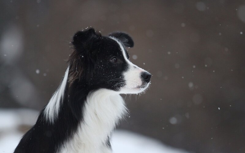 Border Collie in Snow — Black, Calm