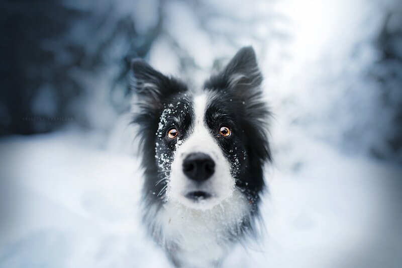 Border Collie in Snow — Black, Calm, Winter