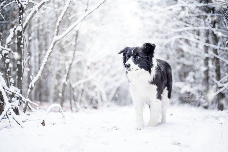 Border Collie in Snow — Black, Serene