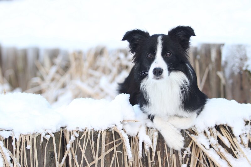 Border Collie in Snow — Black