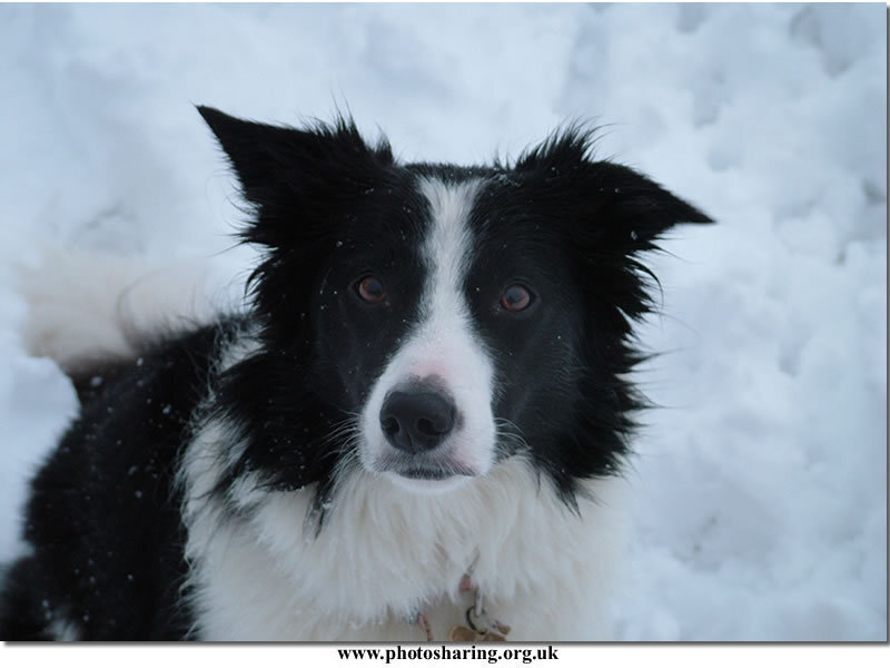 Border Collie in Snow
