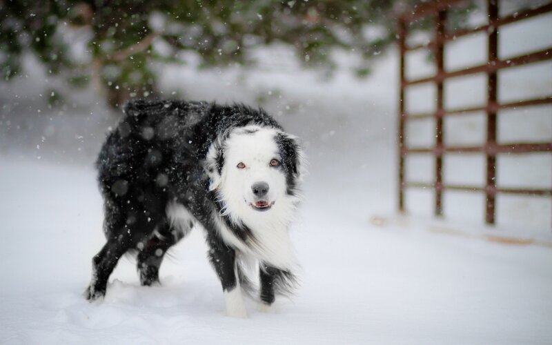 Border Collie in Snow — White, Cold