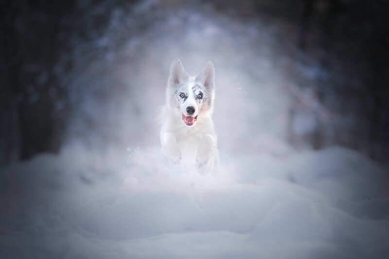 Border Collie in Snow — White, Dynamic