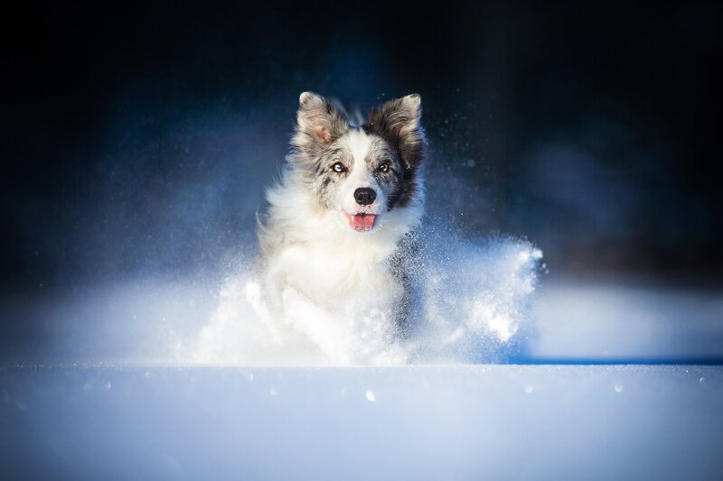 Border Collie in Snow — White, Dynamic, Winter