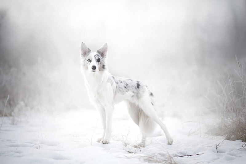 Border Collie in Snow — White, Serene
