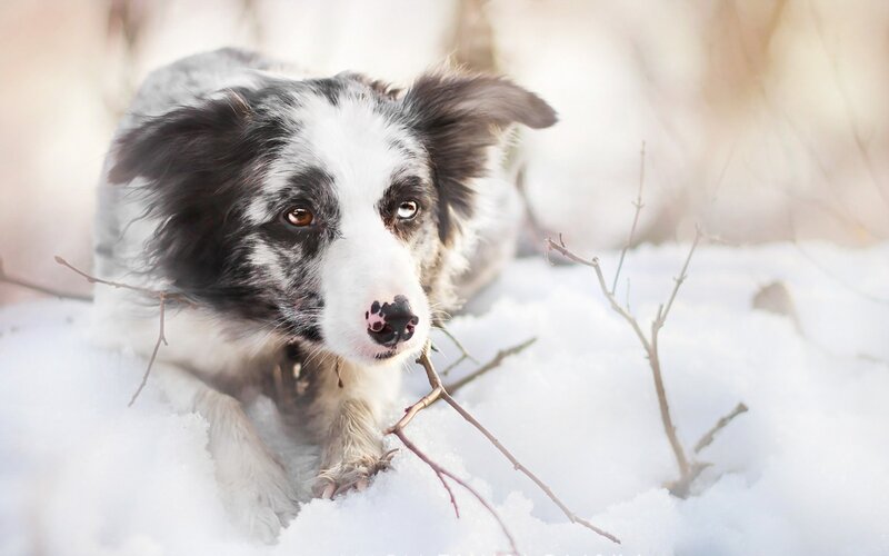 Border Collie in Snow — White