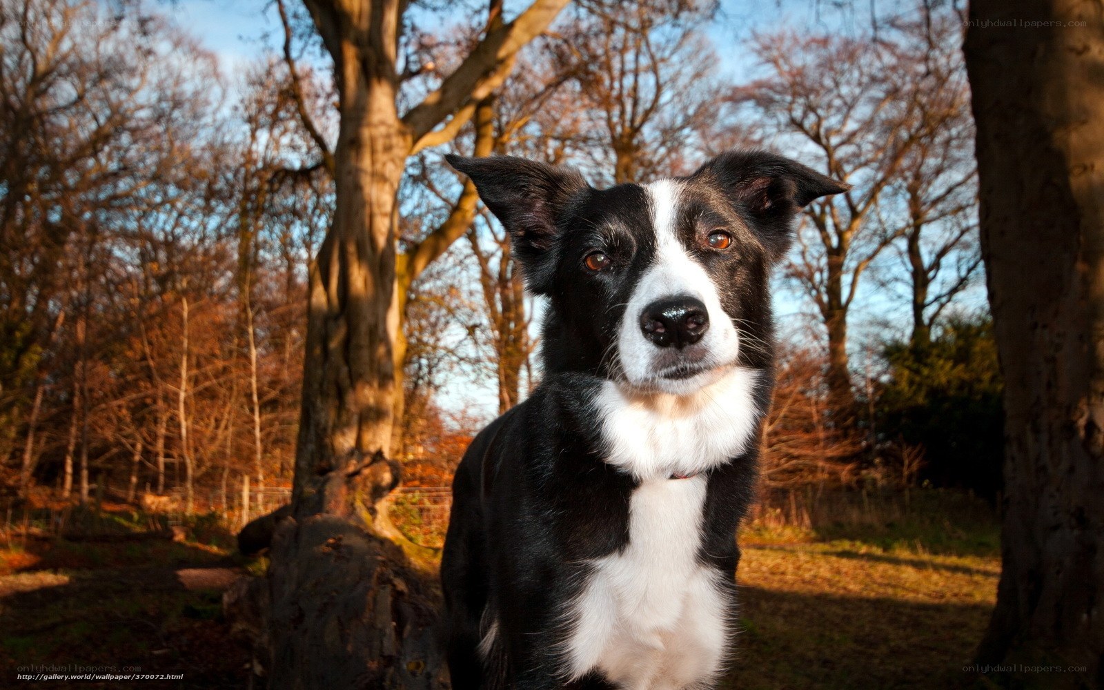 Border Collie in the Forest