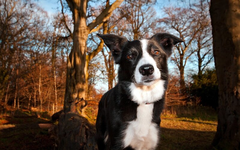 Border Collie in the Forest