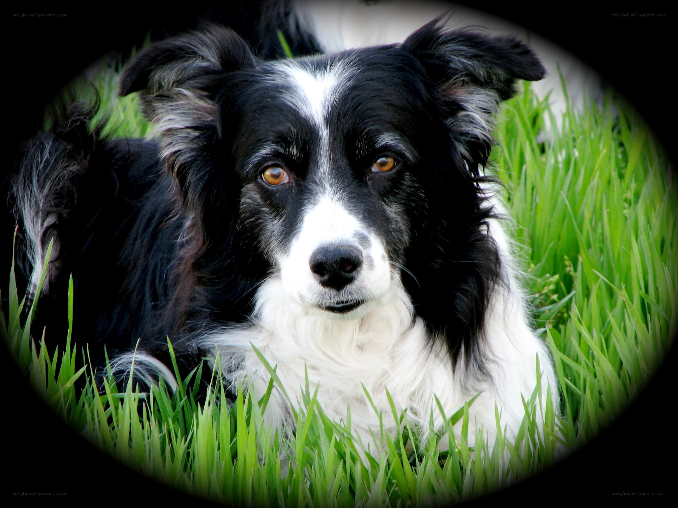 Border Collie in the grass