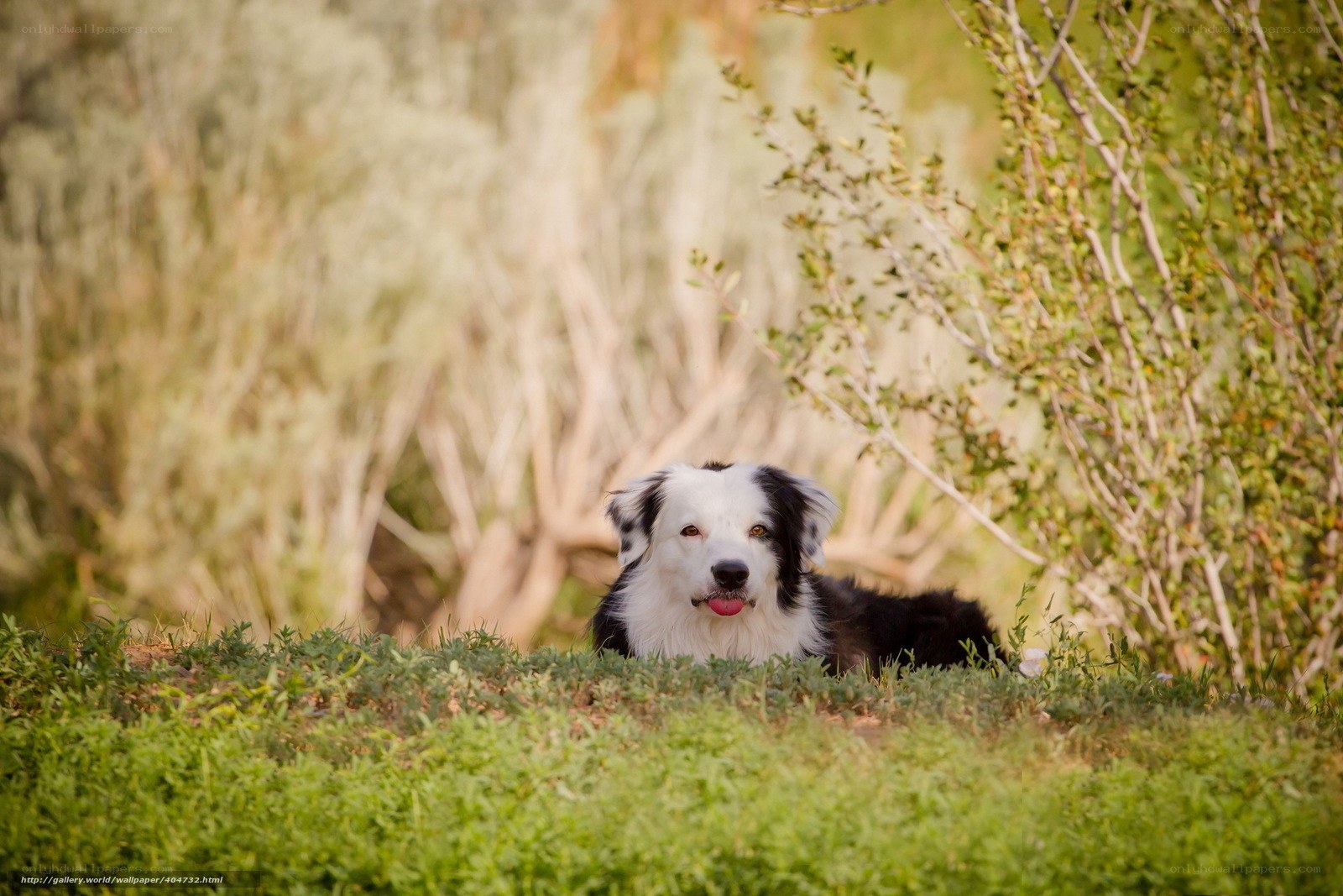 Border Collie in the Grass