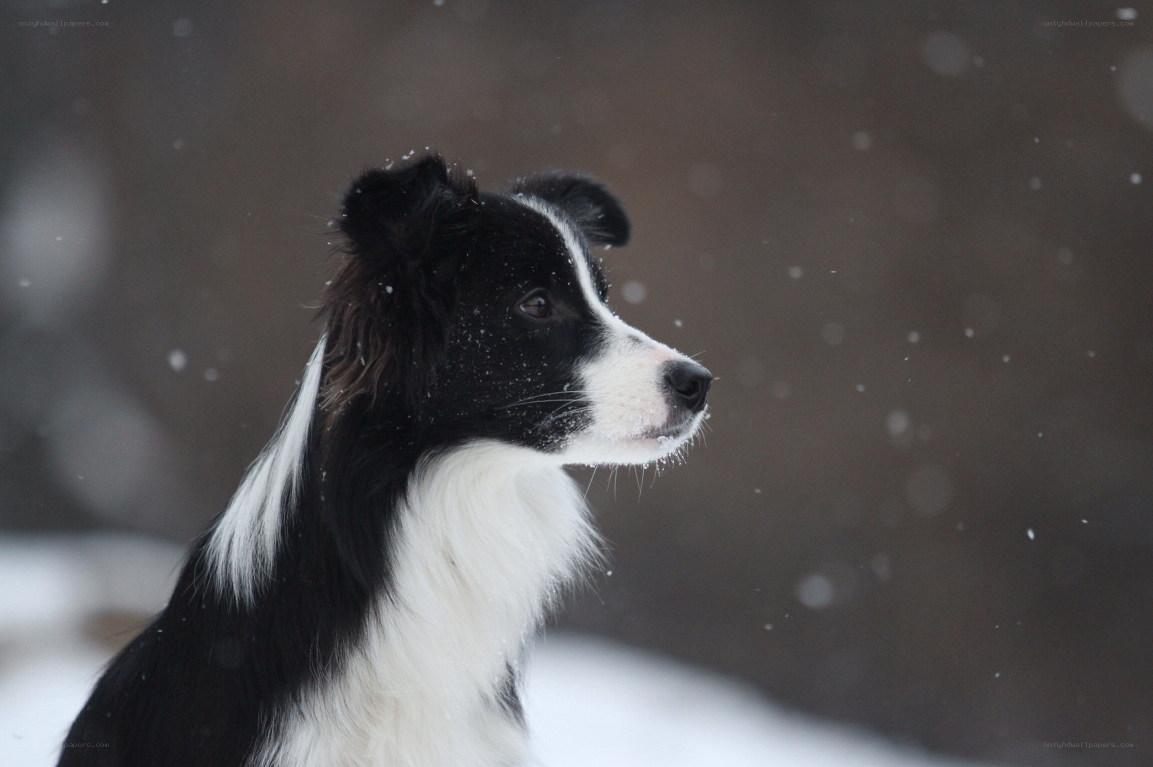 Border Collie in the snow