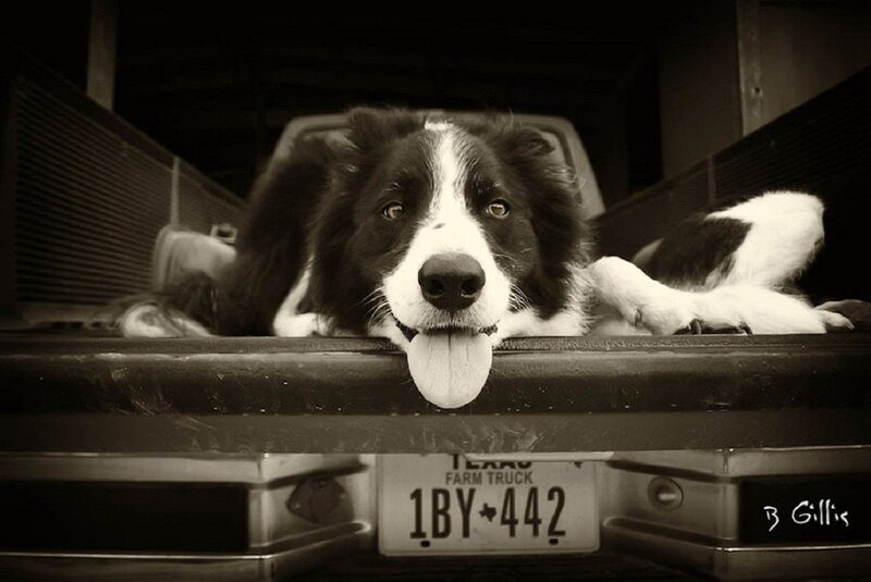 Border Collie in Truck