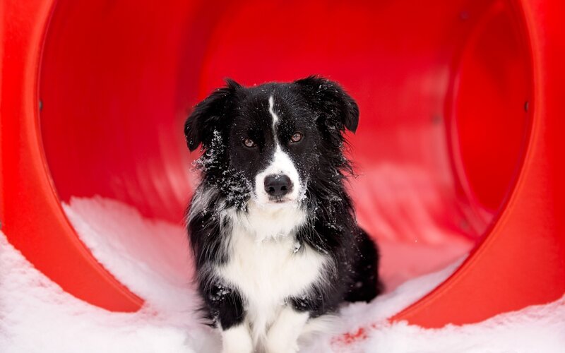 Border Collie in Tunnel