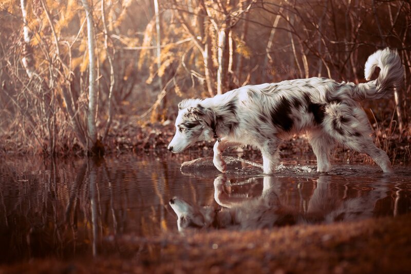 Border Collie in Water