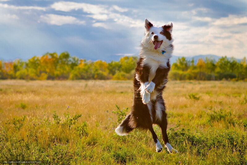 Border Collie Jumping — Green
